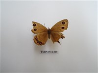 藏品(永澤蛇眼蝶)的圖片